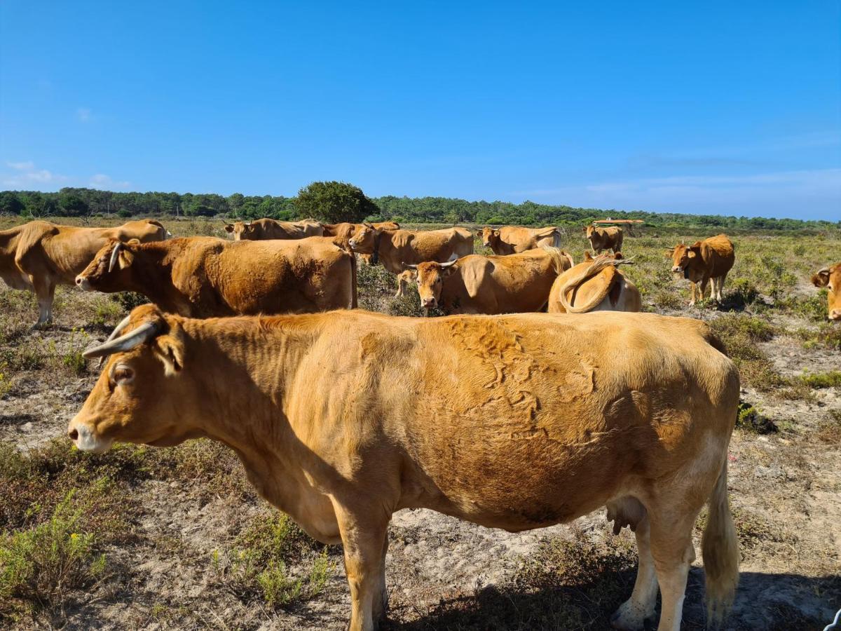 Herdade Da Vagem Rogil Exterior photo